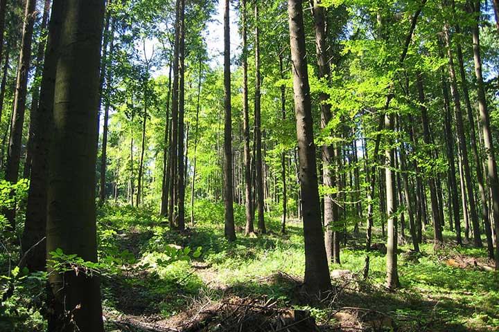 Waldpflegeverträge