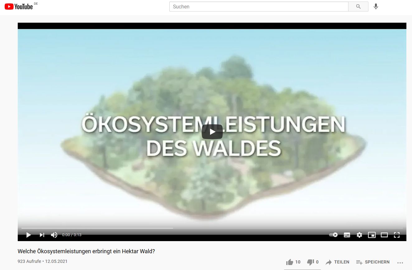 Screenshot Video Oekosystem Wald